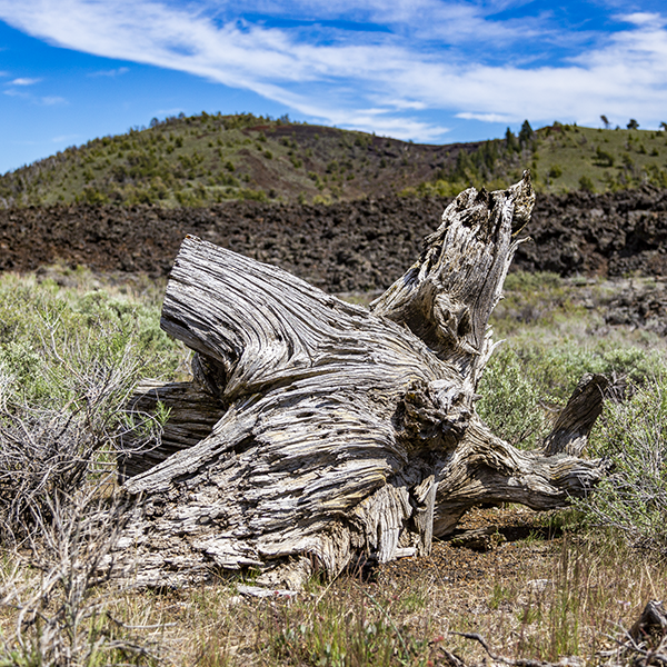 Old juniper stump bleached by the sun at Idaho's Craters of the Moon.