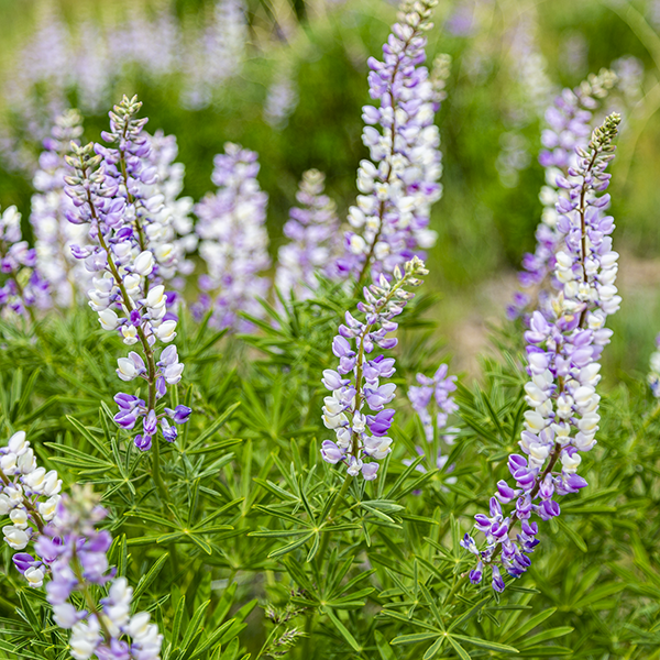 Lupines blooming in the desert south of Boise, Idaho.